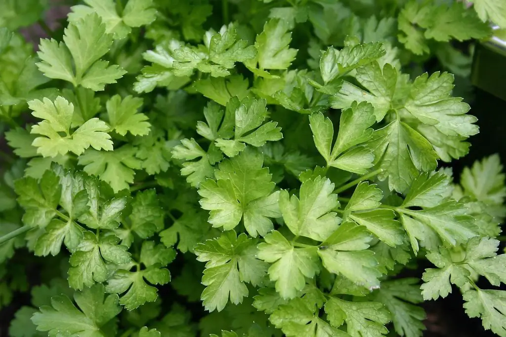 garden, vegetables, green